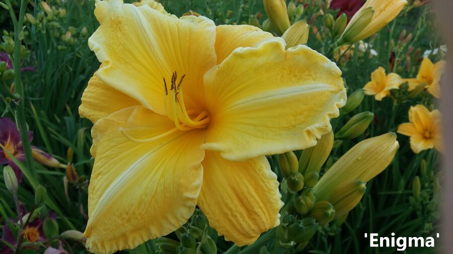 Viendienė (Hemerocallis) 'Enigma'