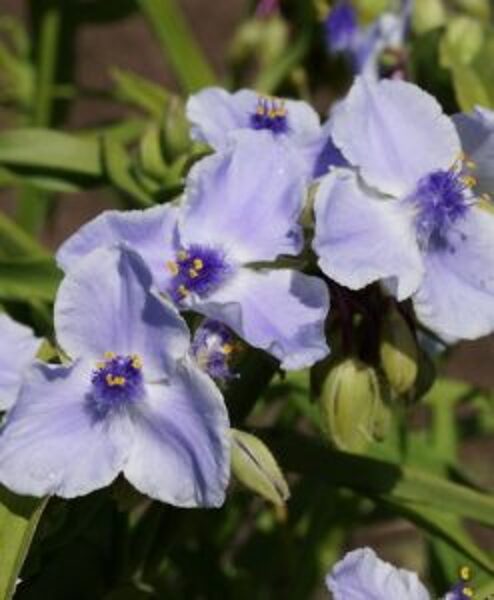 Tradeskantė (Tradescantia x andersoniana) ‘Euridice’