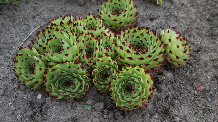 Šilropė (Sempervivum) 'Extra'