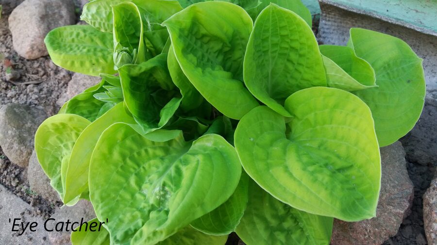 Melsvė (Hosta) 'Eye Catcher'