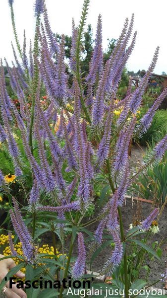 Veronikūnas virgininis (Veronicastrum virginicum) 'Fascination'