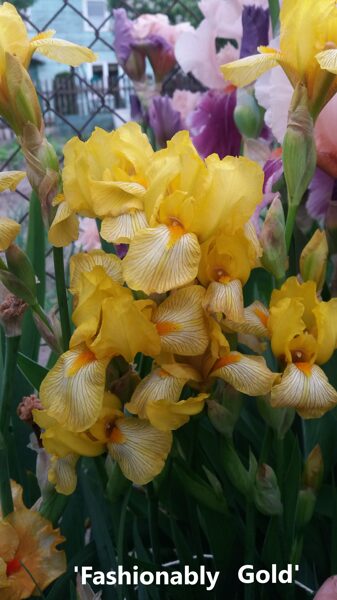 Vilkdalgis (Iris, MTB) 'Fashionably Gold'