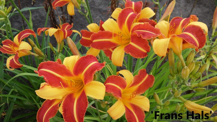 Viendienė (Hemerocallis) 'Frans Hals'