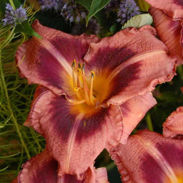 Viendienė (Hemerocallis) 'Just Plum Happy'