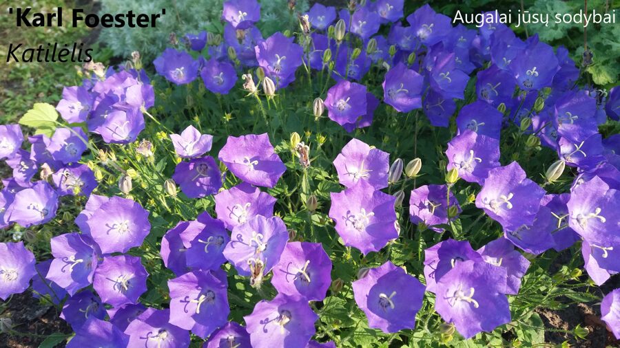 Karpatinis katilėlis (Campanula carpatica) 'Karl Foerster'