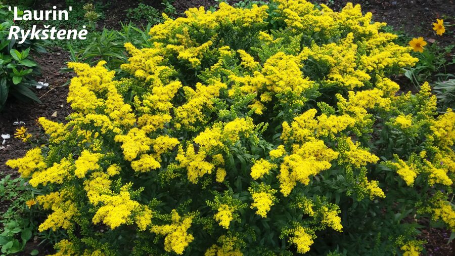 Rykštenė (Solidago) 'Laurin'