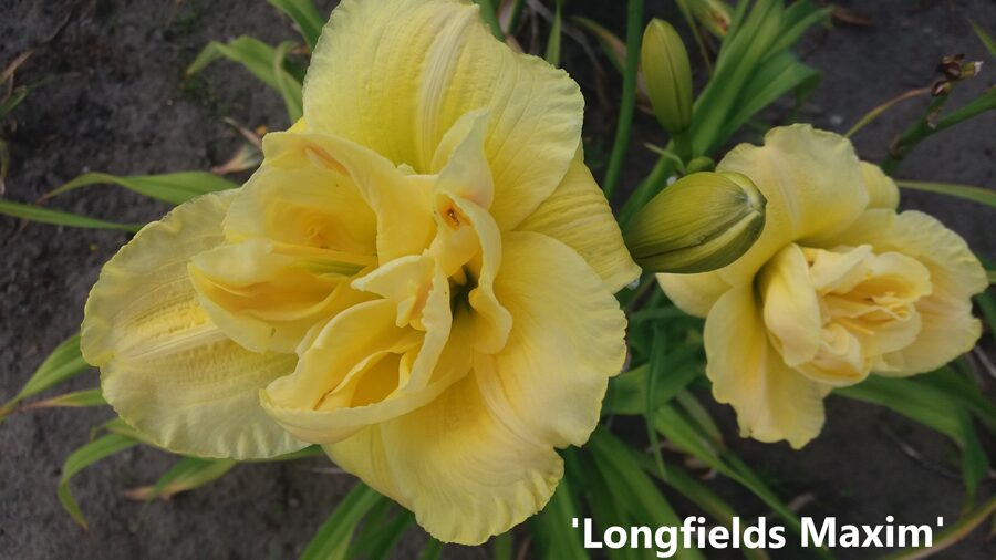 Viendienė (Hemerocallis) 'Longfields Maxim'