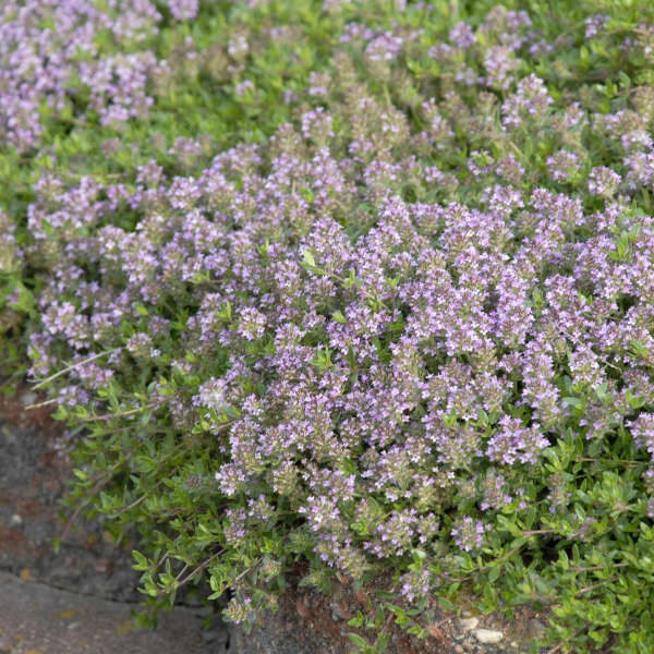 Paprastasis čiobrelis (Thymus serpyllum) 'Magic Carpet'