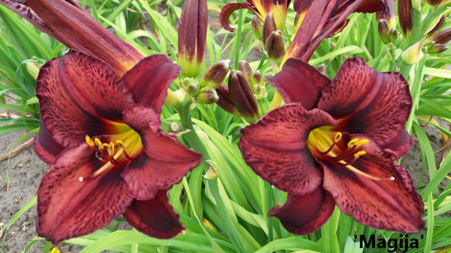 Viendienė (Hemerocallis) 'Magija'