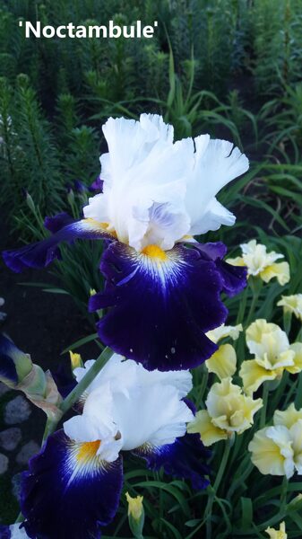 Vilkdalgis (Iris) 'Noctambule'