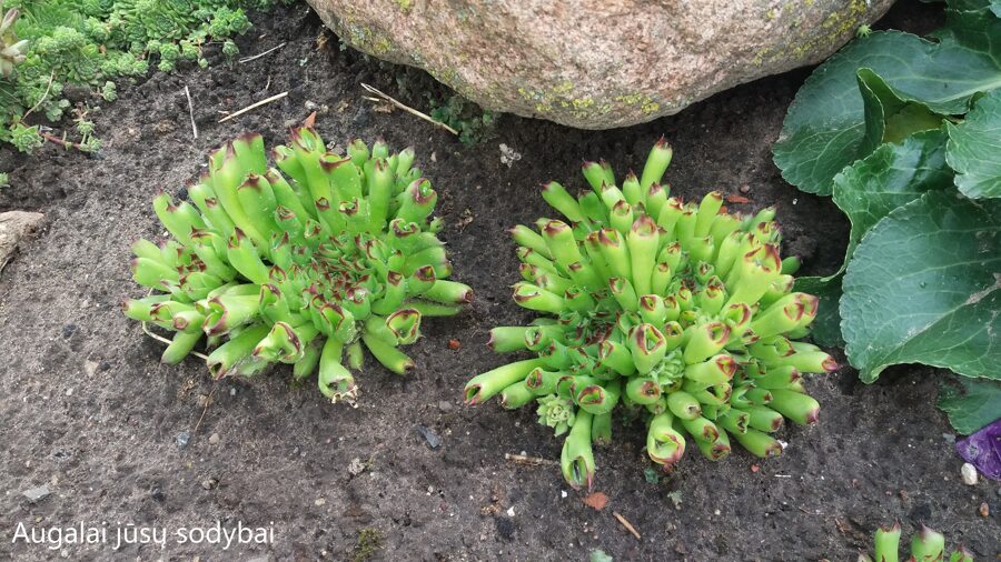 Šilropė (Sempervivum) 'Oddity'