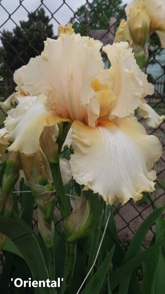Vilkdalgis (Iris) 'Oriental'