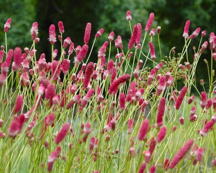 Siauralapė kraujalakė (Sanguisorba tenuifolia) 'Pink Elephant'