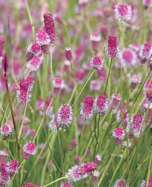 Vaistinė kraujalakė (Sanguisorba officinalis) 'Pink Tanna'