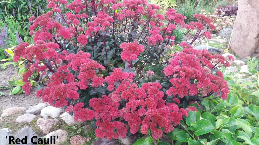 Didysis šilokas (Sedum telephium) 'Red Cauli'