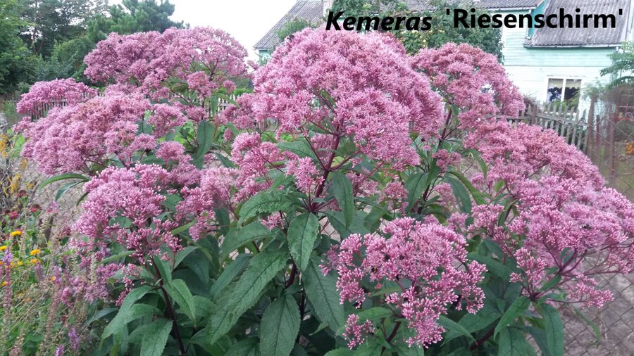 Dėmėtasis kemeras (Eupatorium maculatum) 'Riesenschirm'