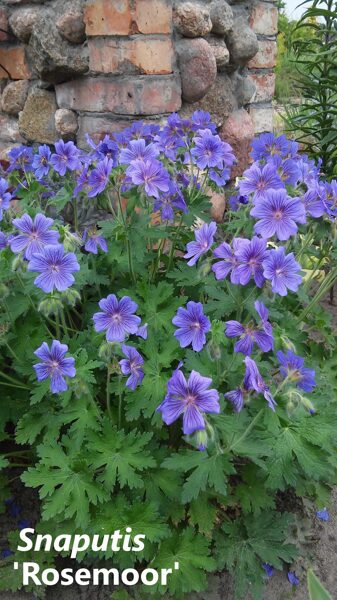 Didingasis snaputis (Geranium x magnificum) 'Rosemoor'