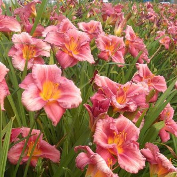 Viendienė (Hemerocallis) 'Rosy Returns'
