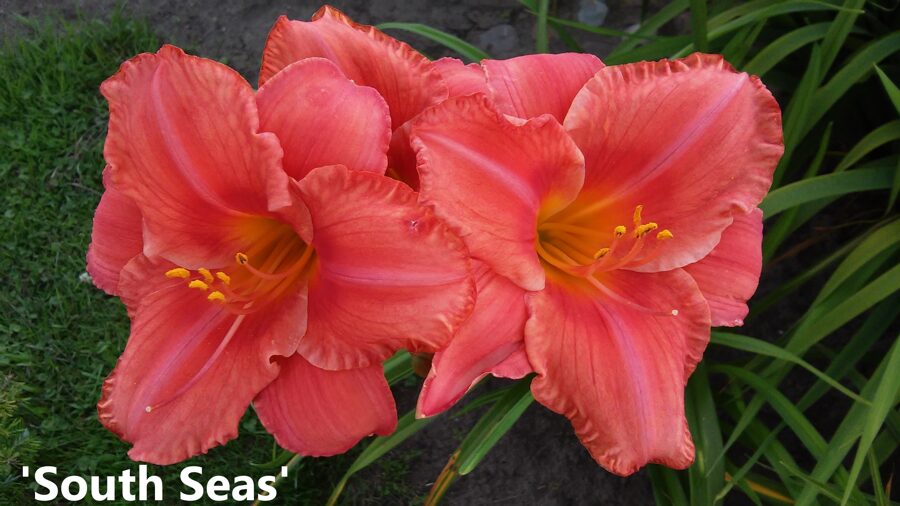 Viendienė (Hemerocallis) 'South Seas'