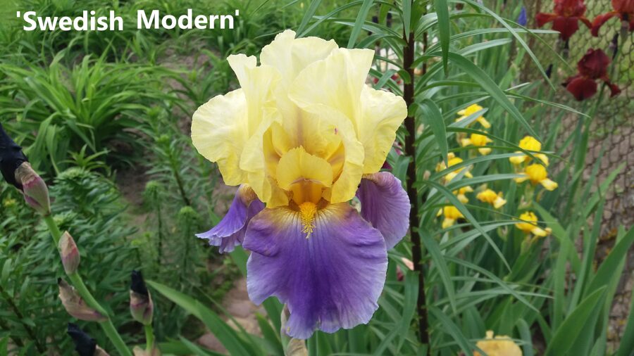 Vilkdalgis (Iris) 'Swedish Modern'