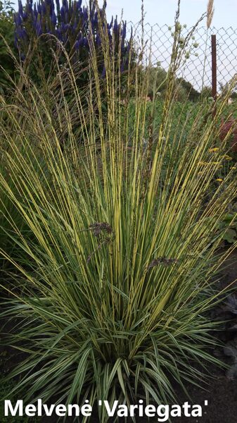 Melvenė melsvoji  (Molinia caerulea) 'Variegata'