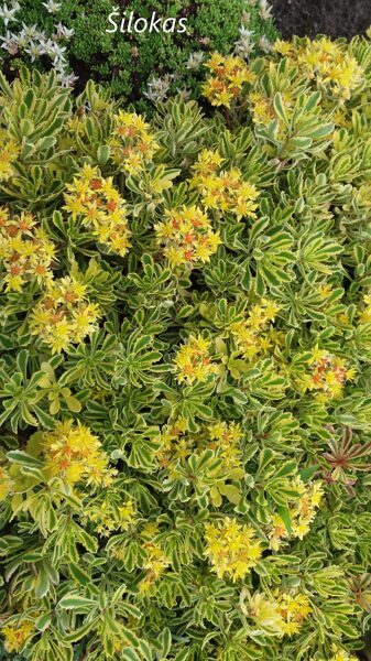 Šilokas (Sedum selskianum) 'Variegata'