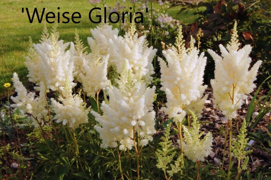 Astilbė (astilbe) 'Weisse Gloria'