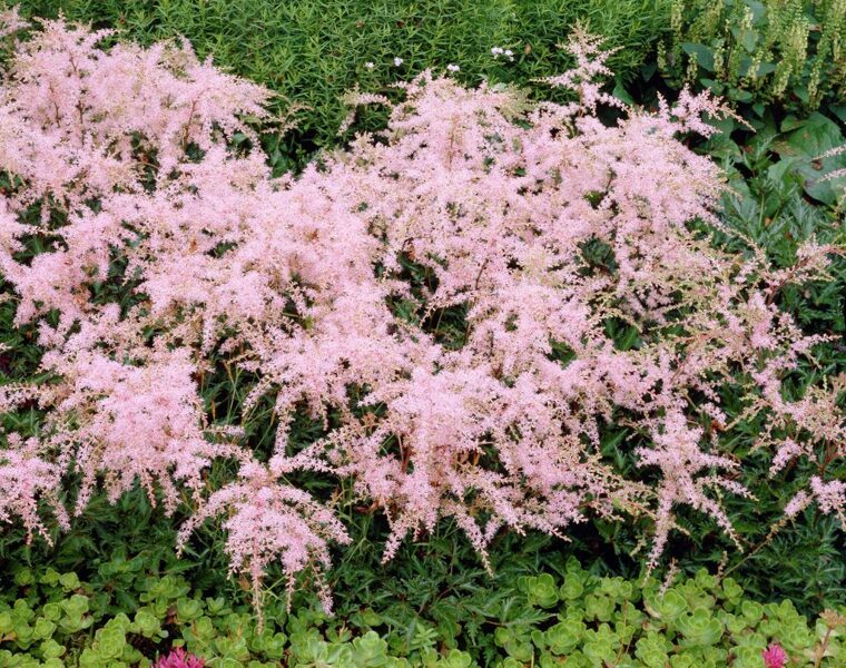 Astilbė (Astilbe) 'Sprite'