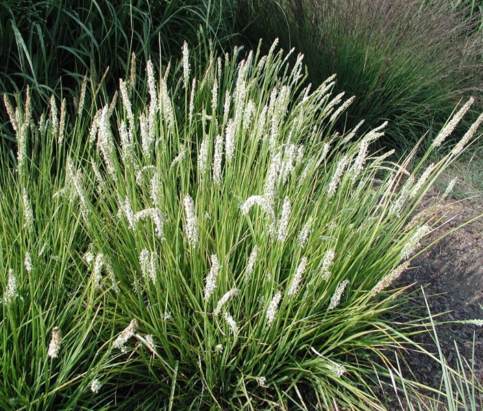 Mėlitas rudeninis (Sesleria autumnalis)
