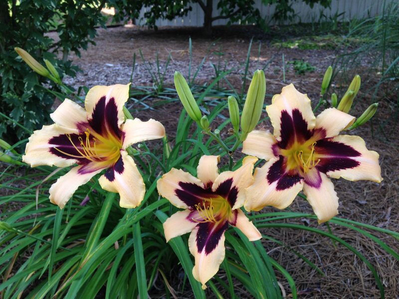 Viendienė (Hemerocallis) 'Wild Horses'