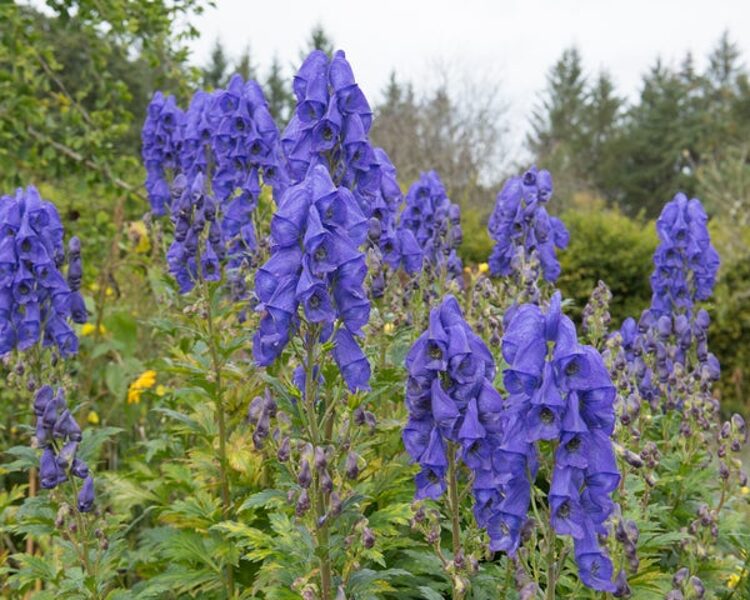 Kurpelė plačiažiedė (aconitum carmichaelii var. arendsii)