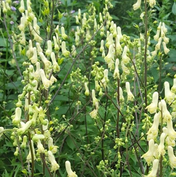 Kurpelė geltonoji  (Aconitum lycoctonum) 'Dark Eyes'