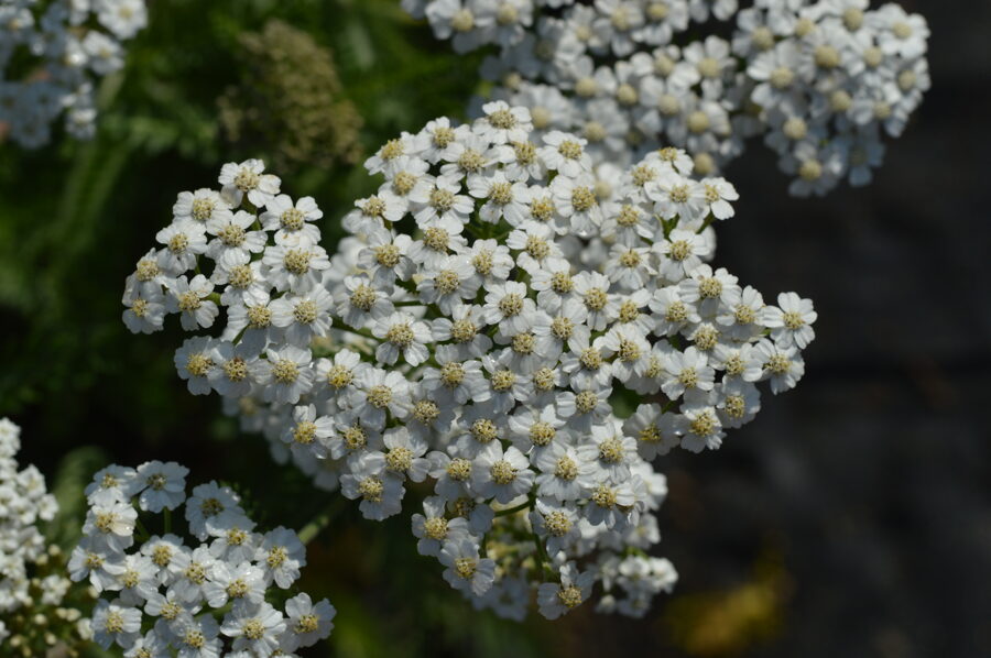 Paprastoji kraujažolė (Achillea millefolium) 'Schneetaler'