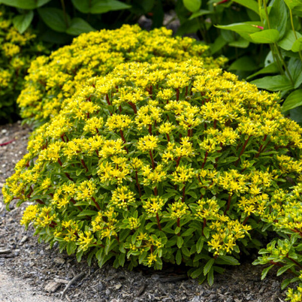 Šilokas gajusis (Sedum aizoon) 'Aurantiacum'