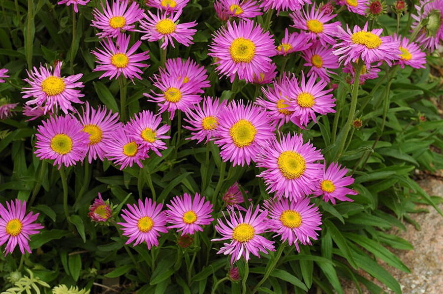 Alpinis astras (Aster alpinus) 'Pinkie' 