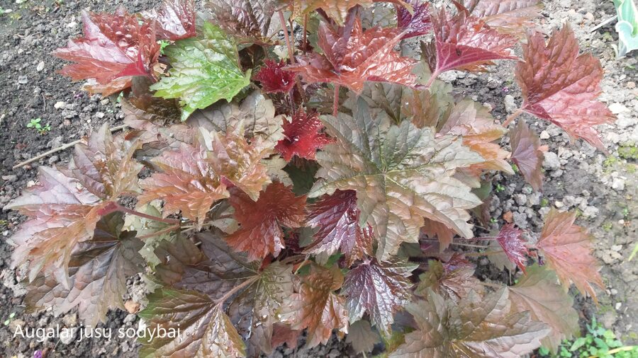 Alūnė (Heuchera villosa) 'Palace Purple'