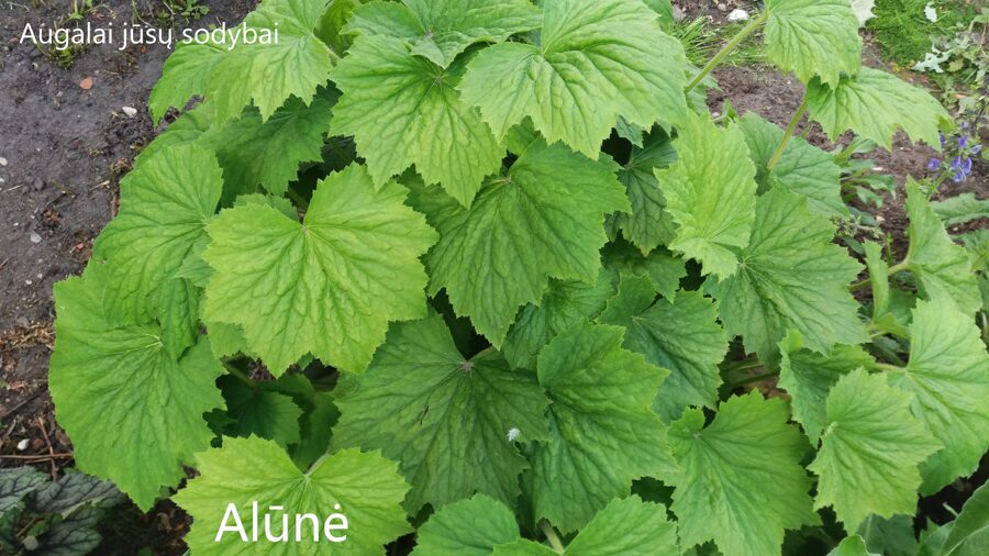 Alūnė (Heuchera villosa)