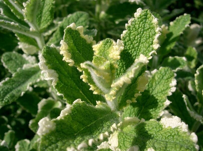 Ananasinė mėta (Mentha suaveolens (M.rotundifolia) 'Variegata')