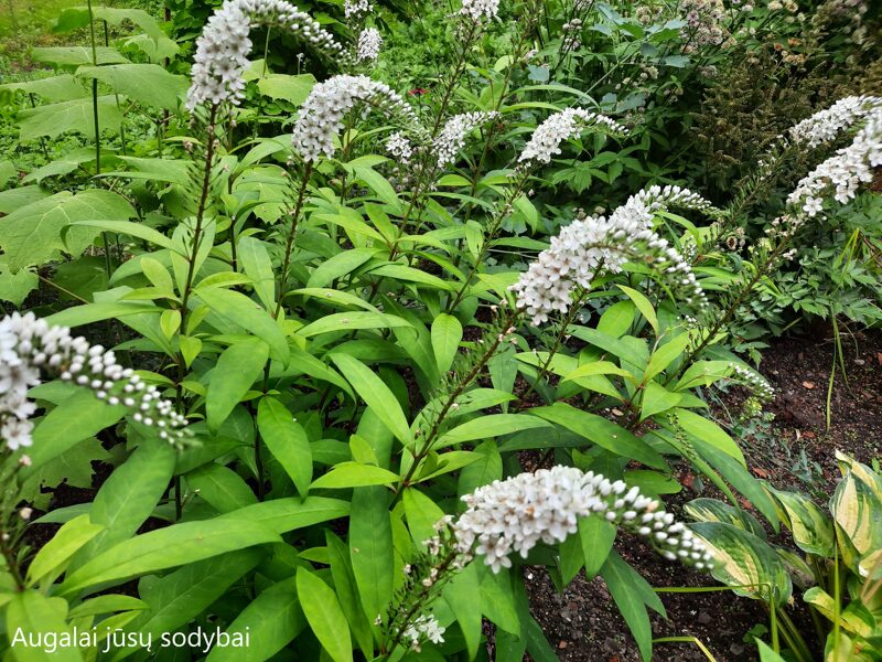 Šilingė ančiasnapė (Lysimachia clethroides)