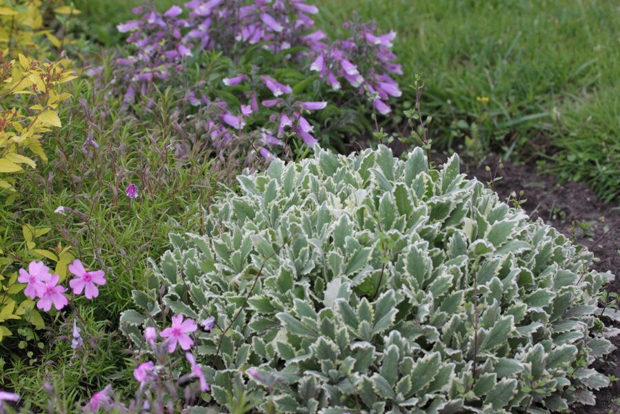 Vaistutis  kaukazinis (Arabis caucasica) 'Variegata'