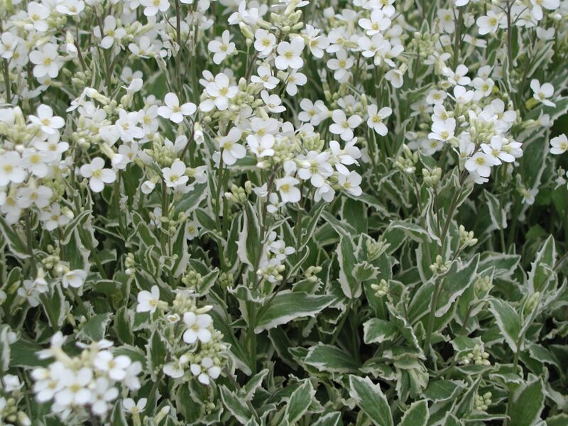 Vaistutis  kaukazinis (Arabis caucasica) 'Variegata'