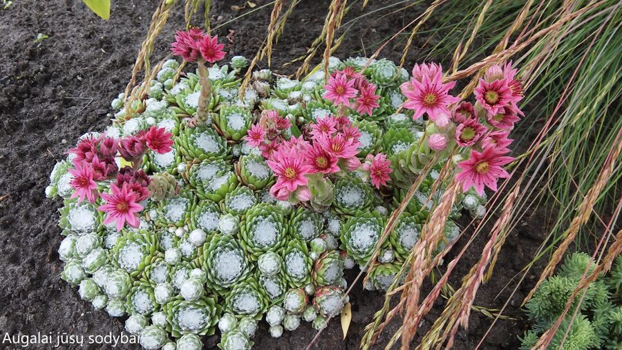 Šilropė (Sempervivum arachnoideum) 1