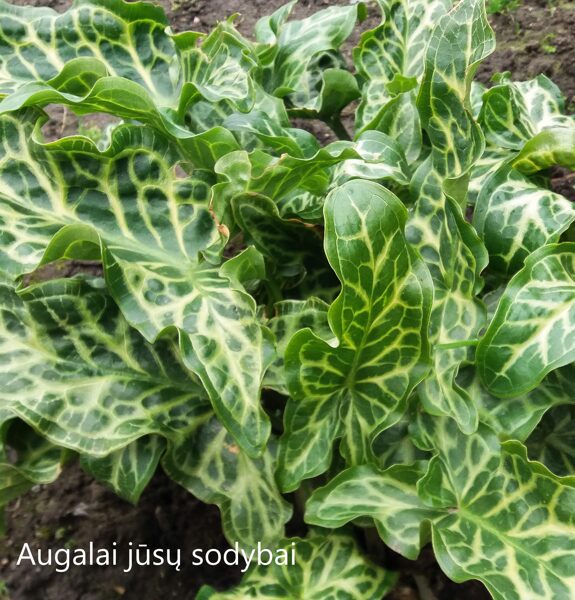 Aronas (Arum italicum subsp. italicum) 'Marmoratum'