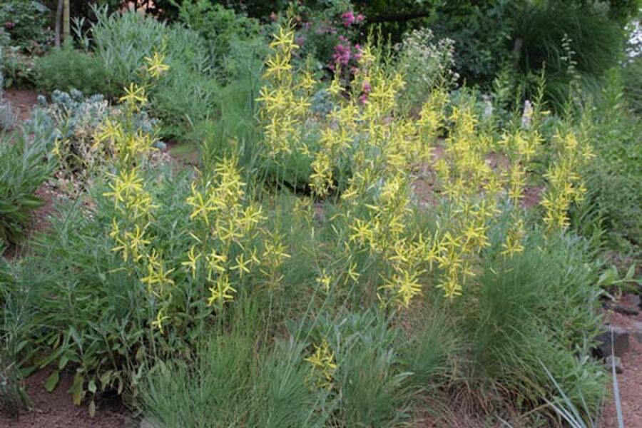 Plėnuvė (Asphodeline liburnica)