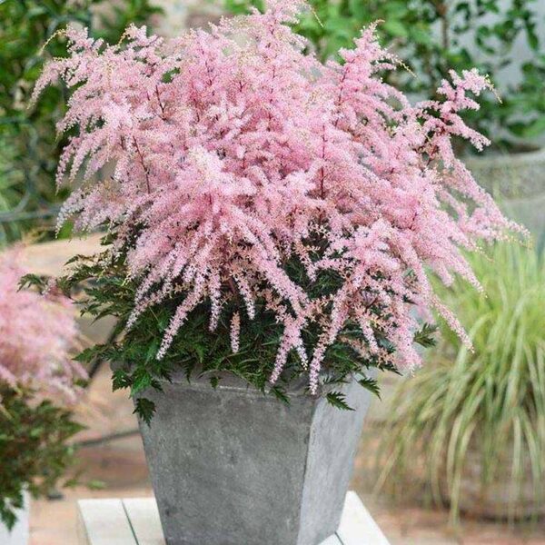 Astilbė (Astilbe simplicifolia) 'Hennie Graafland'