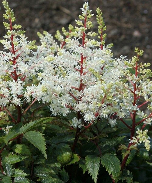 Astilbė (astilbe) 'Rock and Roll'