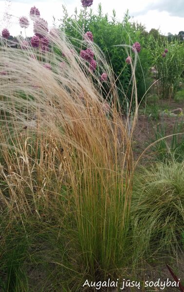 Ašuotė plunksninė (Stipa pennata)