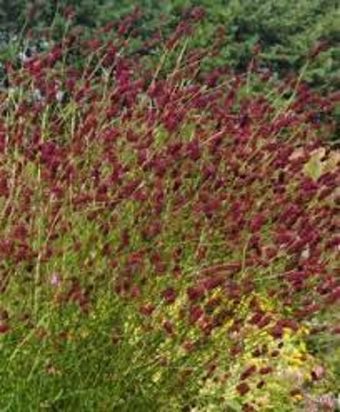 Vaistinė kraujalakė (Sanguisorba officinalis) ‘Blackmith‘s Burgundy‘