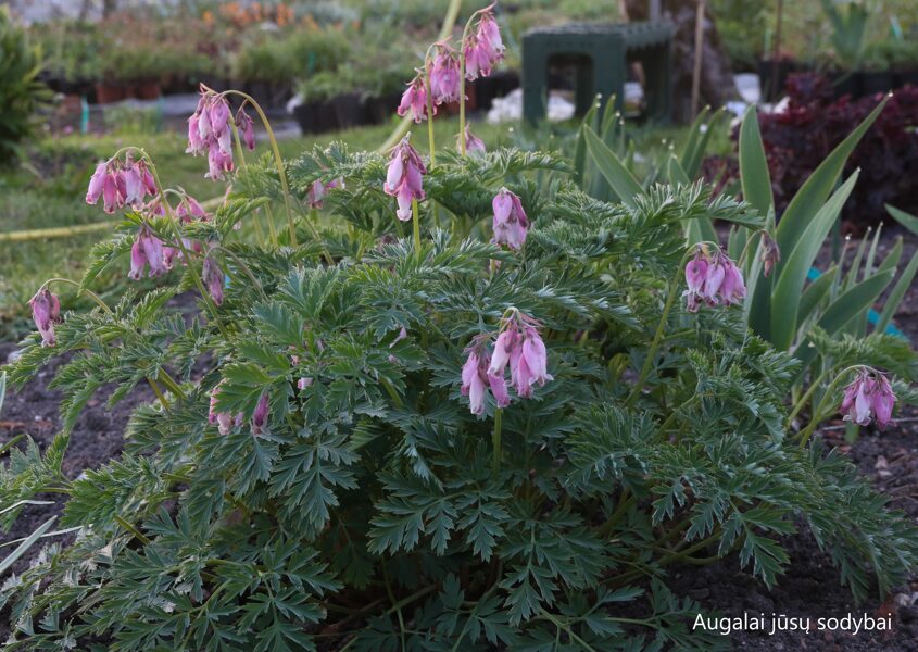 Auskarėliai (Dicentra formosa) 'Amore Pink'