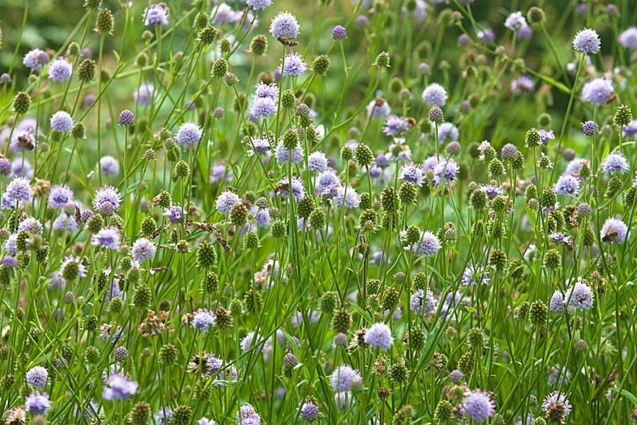 Ratenas pelkinis (Succisella inflexa) 'Frosted Pearls'
